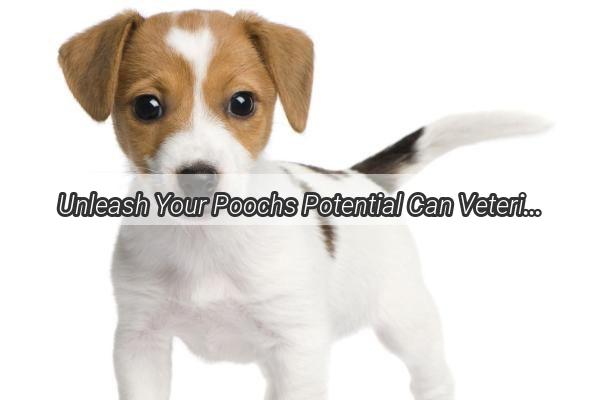 Unleash Your Poochs Potential Can Veterinarians Make Your Dogs Life Better with Spaying or Neutering